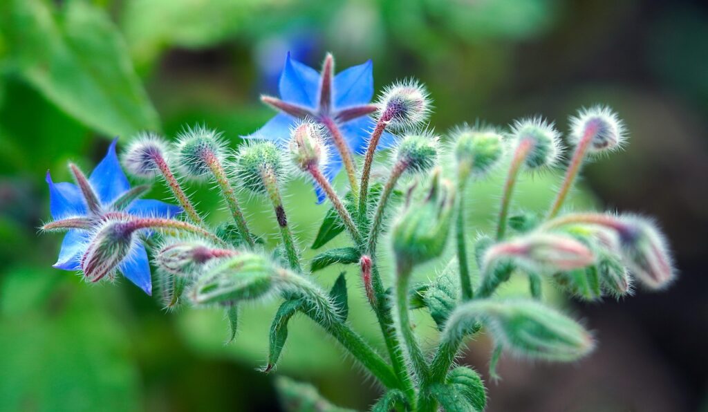 borage-6717628_1280